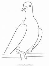 Love Dove Coloring Page For Kids  Free Pigeons And Doves Printable sketch template