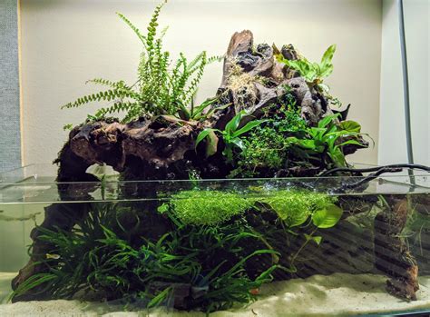 Paludarium : PlantedTank