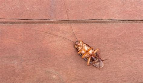 Does Boric Acid Kill Roaches and How Effective is it?