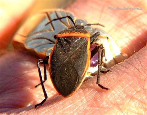 black and red/orange stink bug - Largus californicus | Stink bugs ...