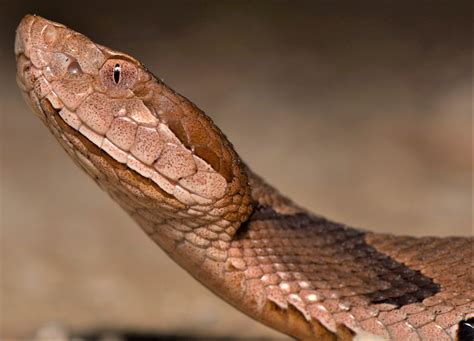 Snake Island vipers: predator or prey? - UGA Today