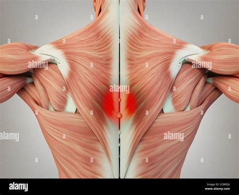 Shoulder Muscles Anatomy