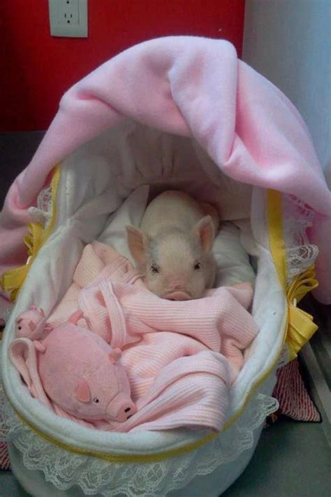 Baby pigs, Baby animals, Cute baby pigs