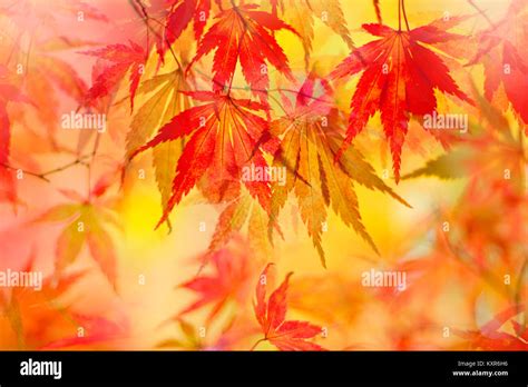 Palmatumn hi-res stock photography and images - Alamy