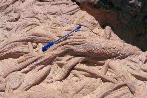 Arthrophycus alleghaniensis, a trace fossil from the Silurian Tuscarora Fm., Ridge and Valley ...