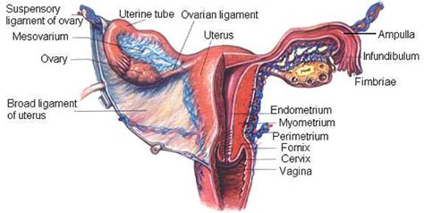 Myometrium - Stepwards