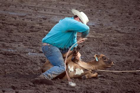 Calf roper editorial stock photo. Image of rodeo, arizona - 13265668