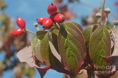 Dogwood Tree Leaves And Berries Photograph by Luv Photography - Pixels