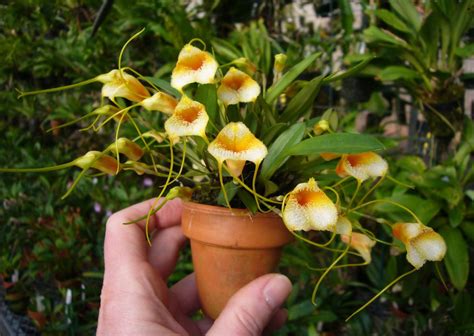 Masdevallia strobelii | Beautiful orchids, Orchid images, Orchids