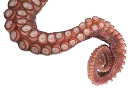 Giant Pacific Alaskan Octopus Tentacles - Fresh - Chef's Choice Specialty Foods