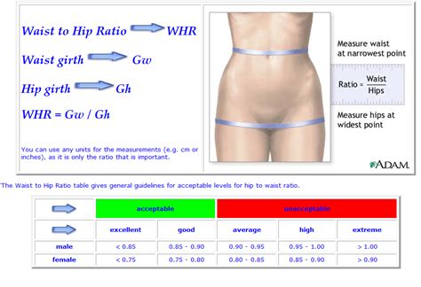 Waist to hip ratio - Women Health Info Blog