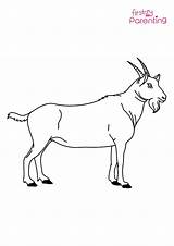 Billy Goat Coloring Page For Kids  FirstCry Parenting sketch template
