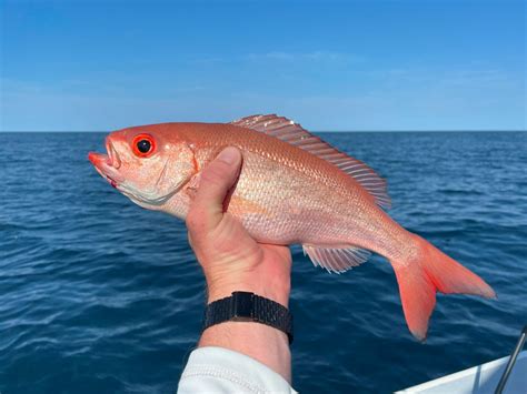 Snapper, Vermilion - South Atlantic Fishery Management Council