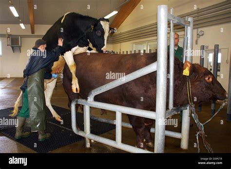 Prime breeding bull in mating action on the cattle breeding farm in ...