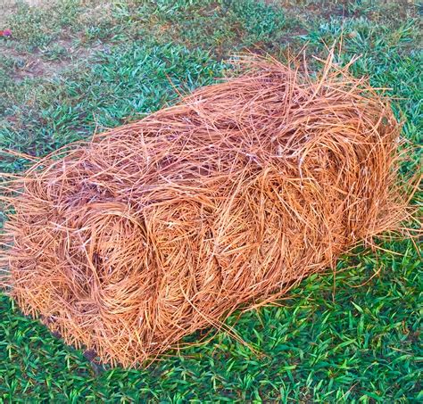 Buy USA Premium Pine Straw - Pine Needle Mulch - Covers 65-80 Sqft Online at desertcartINDIA