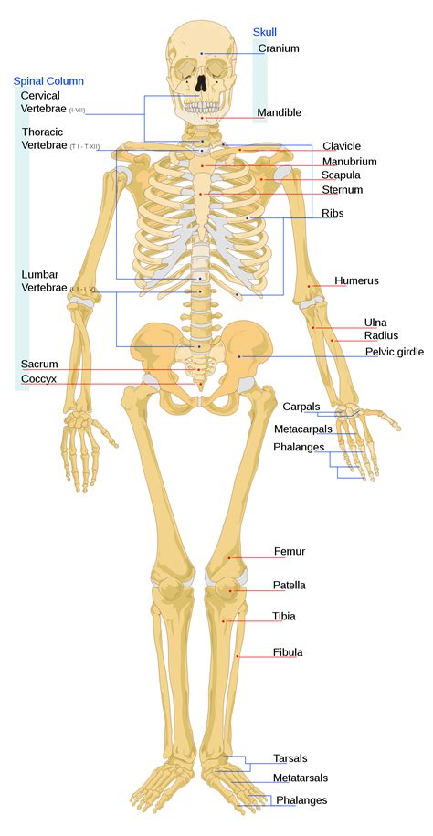 Human skeleton - Wikipedia