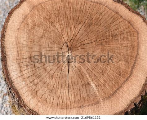 Tree growth rings Stock Images - Search Stock Images on Everypixel