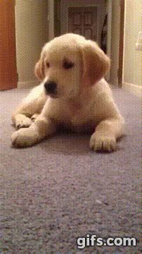 golden retriever cutest puppy ever animated gif