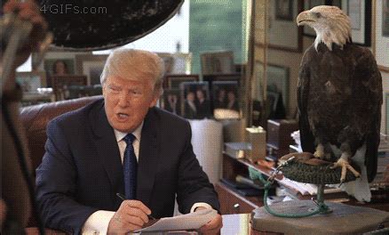 bald eagle gifs | WiffleGif