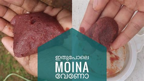 Moina Culture Using Fermentation Method - YouTube