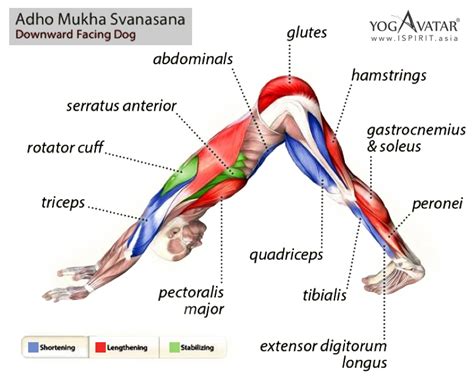 Yoga Q&A: Why I couldn't keep my knees straight during Downward Facing Dog Yoga Pose - ISPIRIT ASIA