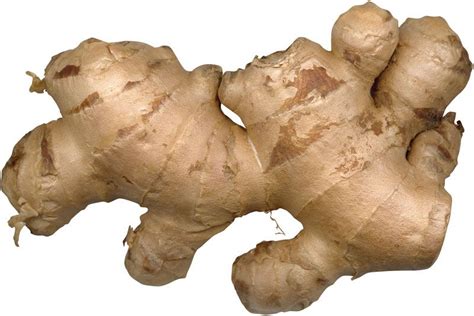 Rhizome Of Ginger