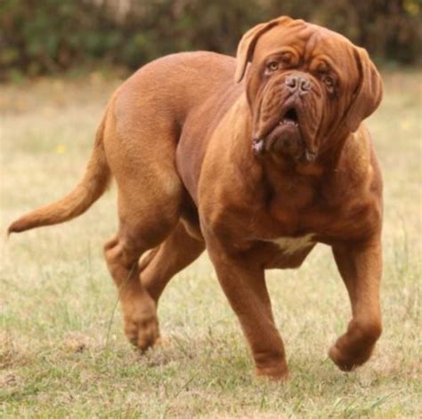 Dogue De Bordeaux Dog Breed Information, Images, Characteristics, Health