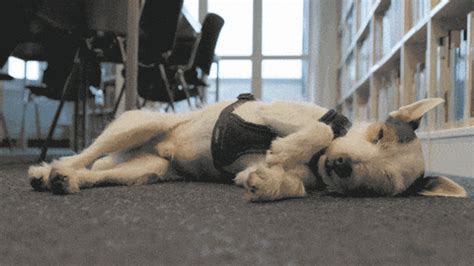 Lazy Dog GIFs - Find & Share on GIPHY