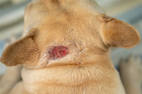 Hot Spots on Dogs: Causes, Treatment, and Home Remedies | PetMD