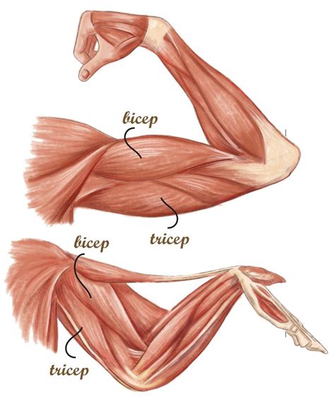 human and chicken bicep & tricep | Animal skeletons, Anatomy for ...