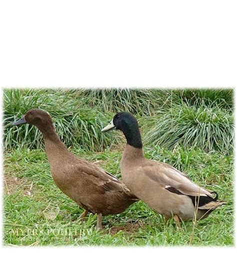 Khaki Campbell Ducks for Sale | Day Old Poultry | Myers