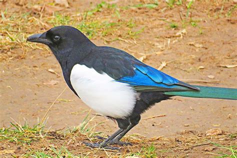 Urraca Común | Aves de colores, Pájaros hermosos, Dibujos de pájaro