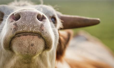 Close Up Of Cow Nose Photograph by Verity E. Milligan - Pixels