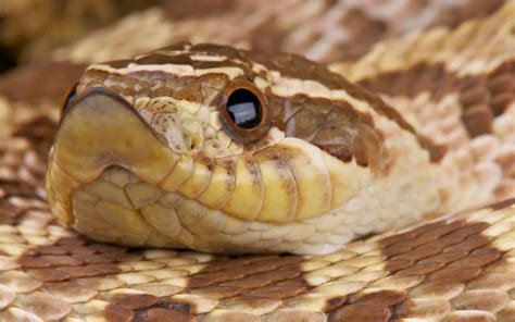 Western Hognose Snake Care Sheet (Approved by a herpetologist) – BALL PYTHON BREEDER UK