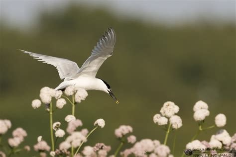 Sandwich Tern Photography | Lensman - Lennart Hessel