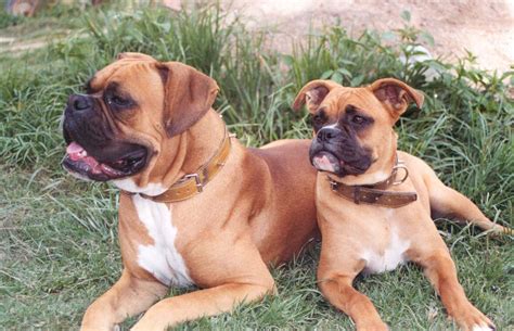 File:Two boxer dogs (2004).jpg - Wikimedia Commons
