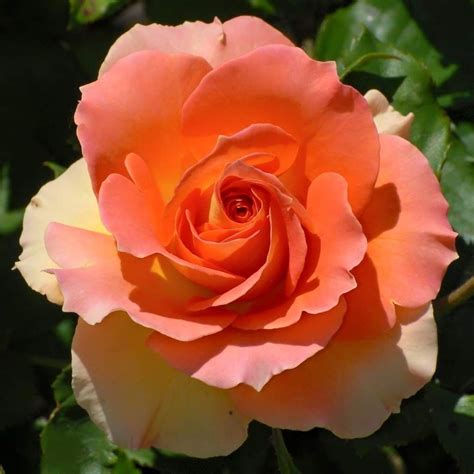 สวยงามค่ะ🌹🌺 Beautiful Rose Flowers, Amazing Flowers, Repotting Orchids, Orchid Centerpieces ...