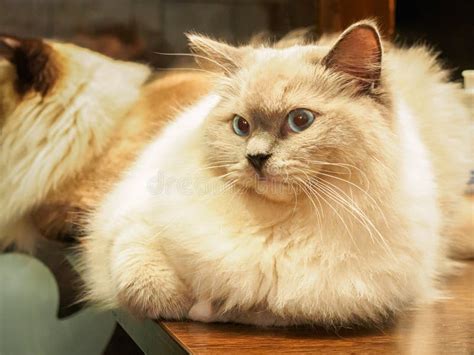 Fat Ragdoll Felis Catus Cat Stock Photo - Image of eyes, hair: 229116010