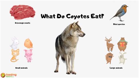 What Do Coyotes Eat - Feeding Nature