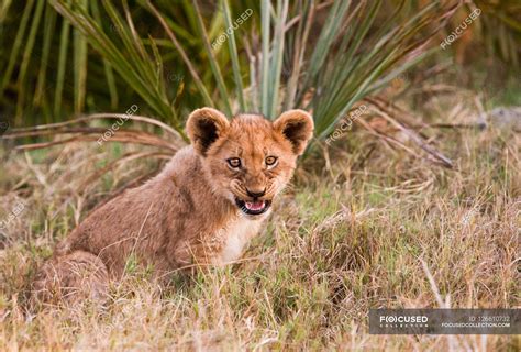 African lion cub — outdoors, vertebrate - Stock Photo | #126610732