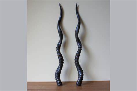 African Gazelle Horns - Decorative Taxidermy