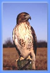 Red-tailed Hawk | Ohio Falconry Association