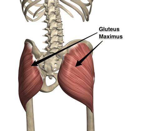 Gluteus Maximus Muscle | Body anatomy, Human body anatomy, Yoga postures