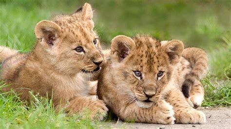 Cute Lion Cubs Wallpaper