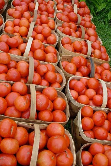 The History of the Famous Grainger County Tomato. | Tennessee River Valley