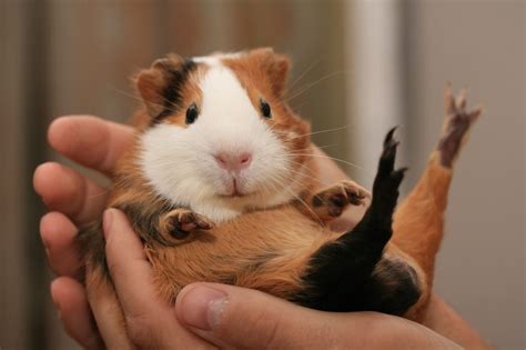 Guinea Pig Care Checklist - BarkAndSqueak.com