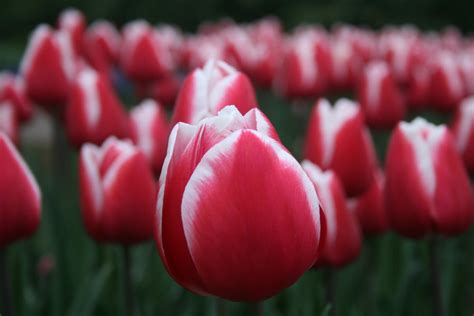 Red Tulips · Free Stock Photo