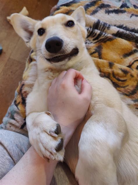 Stages of a boop : r/boopthesnoot