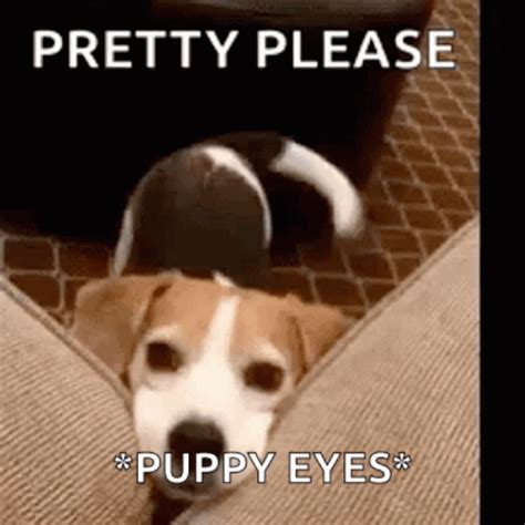 Puppy Dog Eyes Please GIFs | Tenor