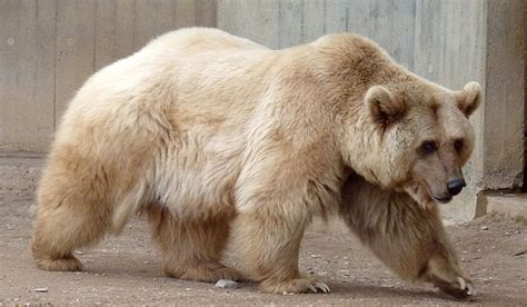 Are “Pizzlies” and “Grolars” the better polar bears? | Polarjournal